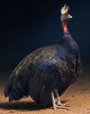 Congo peafowl