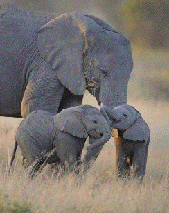 Elephant famoly