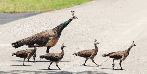 Peafowl 